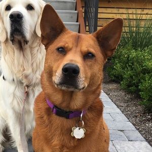 Meet your Posher, Jolene